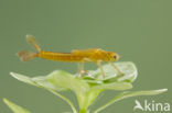 Southern Blue Damselfly (Coenagrion caerulescens)