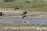 Zwarte Ibis (Plegadis falcinellus)