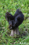 Zwarte kluifzwam (Helvella lacunosa)