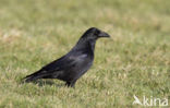 Zwarte Kraai (Corvus corone)