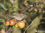 Blackcap (Sylvia atricapilla)