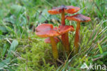 Zwartwordende wasplaat (Hygrocybe conica)