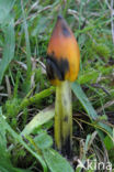 Zwartwordende wasplaat (Hygrocybe conica)