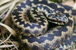 Adder (Vipera berus)