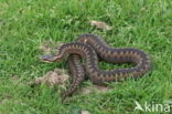 Adder (Vipera berus)