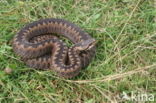 Adder (Vipera berus)