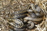 Adder (Vipera berus)