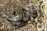 Adder (Vipera berus)