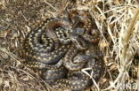 Adder (Vipera berus)