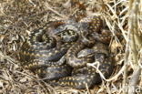 Adder (Vipera berus)