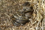 Common Viper (Vipera berus)