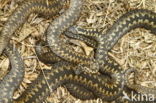 Common Viper (Vipera berus)