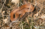 Adder (Vipera berus)