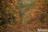 Red Oak (Quercus rubra)