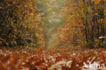Red Oak (Quercus rubra)
