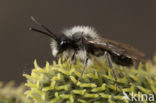 Andrena nycthemera