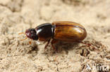 Aphodius ictericus