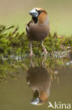 Hawfinch (Coccothraustes coccothraustes)