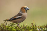Hawfinch (Coccothraustes coccothraustes)