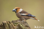 Hawfinch (Coccothraustes coccothraustes)