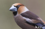 Hawfinch (Coccothraustes coccothraustes)