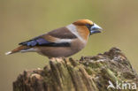 Hawfinch (Coccothraustes coccothraustes)