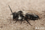 Asbij (Andrena cineraria)