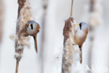 Bearded Reedling (Panurus biarmicus)