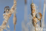 Bearded Reedling (Panurus biarmicus)