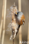 Bearded Reedling (Panurus biarmicus)