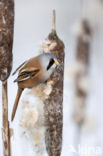 Bearded Reedling (Panurus biarmicus)