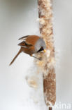 Bearded Reedling (Panurus biarmicus)