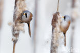 Bearded Reedling (Panurus biarmicus)