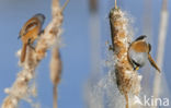 Bearded Reedling (Panurus biarmicus)