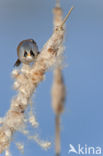 Bearded Reedling (Panurus biarmicus)