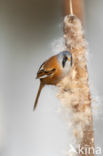 Bearded Reedling (Panurus biarmicus)