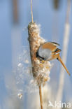 Bearded Reedling (Panurus biarmicus)