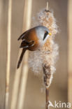 Bearded Reedling (Panurus biarmicus)