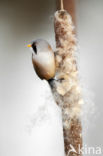 Bearded Reedling (Panurus biarmicus)