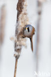 Bearded Reedling (Panurus biarmicus)