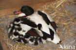 Shelduck (Tadorna tadorna)