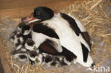 Shelduck (Tadorna tadorna)