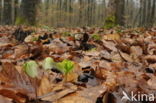 Beuk (Fagus spec.)