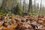 Beuk (Fagus spec.)