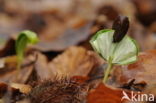 Beuk (Fagus spec.)