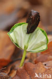 Beuk (Fagus spec.)