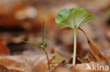 Beuk (Fagus spec.)