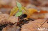 Beuk (Fagus spec.)