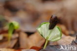 Beuk (Fagus spec.)