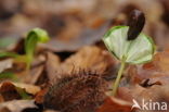 Beuk (Fagus spec.)